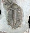 Double Basseiarges Trilobite - Jorf, Morocco #18577-3